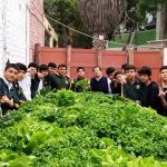 LECHUGAS HIDROPÓNICAS EN INSTITUCIÓN EDUCATIVA PAREJA PAZ